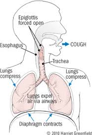 
                Cough: COVID 19 versus allergic-cough, asthma-cough, chronic cough
              