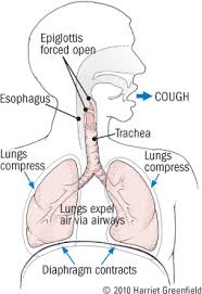 
          
            Cough: COVID 19 versus allergic-cough, asthma-cough, chronic cough
          
        